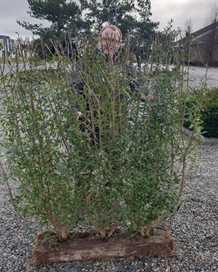 NemHæk Liguster 150 cm